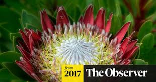 Image result for Protea wentzeliana
