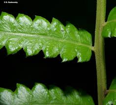 Image result for Cyclosorus interruptus