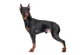 Miniature Pinscher