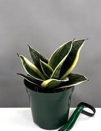 Image result for Habenaria laurentii