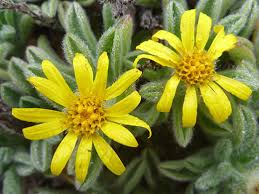 Image result for Alectra sessiliflora