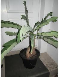 Image result for Phyllanthus taylorianus