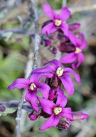 Image result for Carex johnstonii