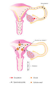 Combien de temps un spermatozoide atteint l ovule. La Fecondation Maxicours