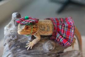 Pringle The Camera Loving Bearded Dragon Lizard Who Dresses Up In Costumes And Poses With Tiny Props Baby Bearded Dragon Bearded Dragon Costume Bearded Dragon Cute