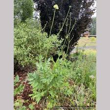 Image result for Cephalaria pungens