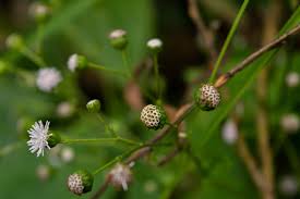 Image result for Adenostemma afrum