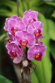 List Of The Most Popular Flowers Names In Urdu India Gardening
