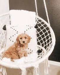 Pets Decor Is The Perfect Combo We Can T Get Enough Of Dawnmledesma Sweet Pup Spotted In Front Of Our M Macrame Hammock Chair Macrame Hammock Hammock Chair