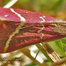 Image result for Pyrausta aerealis