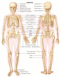 Designed for ios, android, windows, and mac. Full Body Muscle Diagram Inner Body All Kind Of Wiring Diagrams