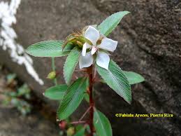 Image result for Sauvagesia