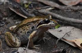 Albany Creek Check List · iNaturalist Canada