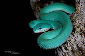 Check spelling or type a new query. Trimeresurus Insularis Beautiful Snakes Komodo Island Animals