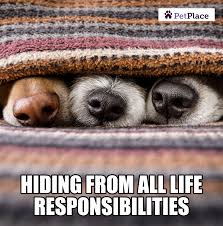 Hiding From Life Responsibilities Like Pets Animals Beautiful Dog Photography