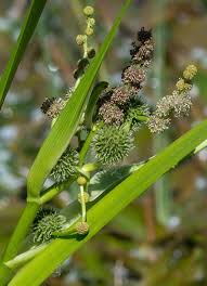 Image result for Typhaceae