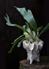 Image result for parožnatka Platycerium