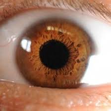 Rarest Eye Color In Humans Rare Eye Colors Rare Eyes Amber Eyes Color