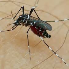 The maps show new information about areas with exotic mosquitoes in some european countries. Asiatische Tigermucke In Bern Angekommen Mediencenter