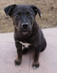 Pitbull labs mix are not for everyone. Fiona Available For Adoption At Toronto Animal Services Pitbull Lab Mix Mix Puppies Pitbull Mix Puppies
