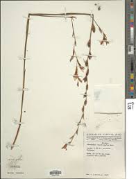 Image result for Gladiolus unguiculatus