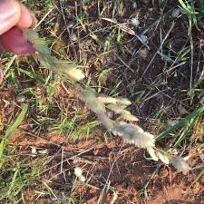 Image result for Barleria holubii