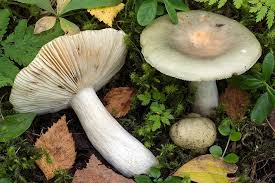 Image result for Russula polyphylla