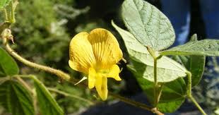 Image result for Rhynchosia luteola