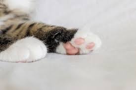 — choose a quantity of pillow foot in cats. Cat Paw Pads Change Color