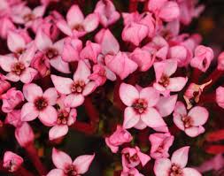 Image result for Penaeaceae