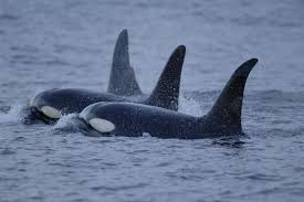 Killer Whale Vs Great White Shark