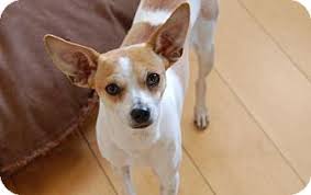 Image result for rat Chihuahua female