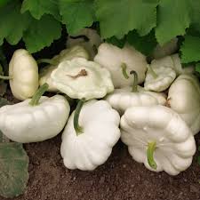 Summer Squash Early White Bush Scallop