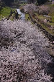 15 cara mudah menggambar hewan ini bikin gemar melukis sketsa mewarnai gambar hewan kucing sketsa mewarnai 66 gambar sketsa hewan terlengkap… Nikmati Bunga Sakura Mekar Di Nagasaki