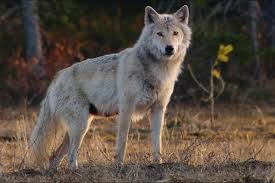 They roam as much as 12 miles per day, looking for food. Tierwelt Live Der Wolf