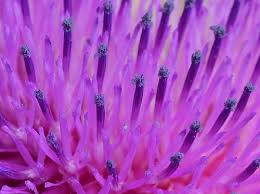 Image result for Carduus nyassanus