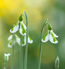 Snowdrop's attack on arato endo was the impetus for his first encounter with lacia. Joe Sharman The King Of Snowdrops And The Tale Of The Most Expensive Snowdrop Ever Sold Country Life