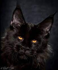 The black maine coon is as dark as night with the exception of two bright shining eyes. Pin On Funny Cats
