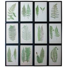 Buy ferns and get the best deals at the lowest prices on ebay! Framed Ferns 4 For Sale On 1stdibs