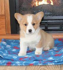 See more ideas about corgi, puppies, cute animals. Corgi Puppies Craigslist Corgi Breeders Corgi Puppies