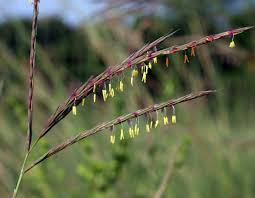 Image result for Andropogon