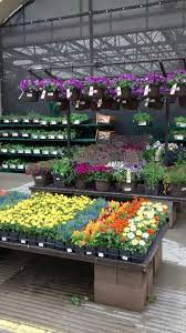 Annuals And Bonnie Plants Garden Center Displays Garden Center Plant Nursery