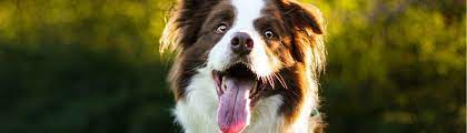 Hundetraining aktuell macht susi die ausbildung zur hundetrainerin. 5 Tipps Fur Dein Tagliches Hunde Training Zu Hause Blogbeitrag Der Lernpfote