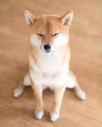 z e l d a on instagram zeldaboom shibainu shiba doge siba inu sobaki