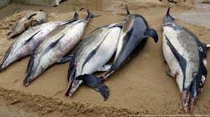 Dolphins are largely marine cetaceans (order cetacea) with many teeth that belong to the toothed whales suborder odontoceti, along with whales and porpoises, and they usually have a beaklike snout. Hundreds Of Dead Dolphins Washed Up On French Coast News Dw 26 02 2020
