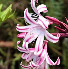 Image result for Crinum aurantiacum