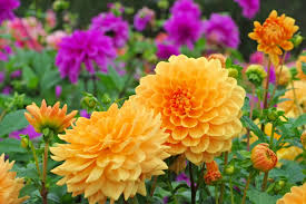 A flower is the part of the plant where seeds are produced. 45 Best Summer Flowers Beautiful Flowers That Bloom All Summer