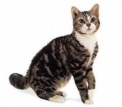 The American Wirehair Cat Breed Cat Breeds American Wirehair Purebred Cats