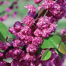 Check spelling or type a new query. Pink Pom Poms Redbud Tree Buy Flowering Trees Spring Hill Nursery
