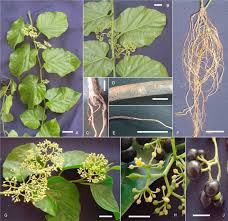 Image result for Cissus petiolata